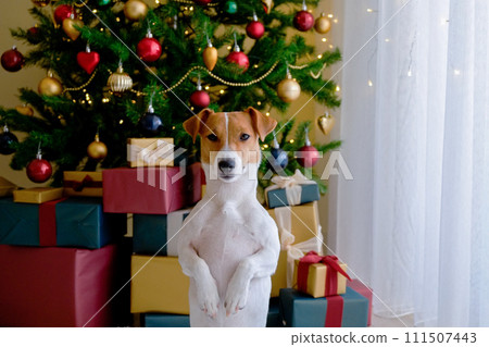 Jack Russell Terrier doggy 111507443