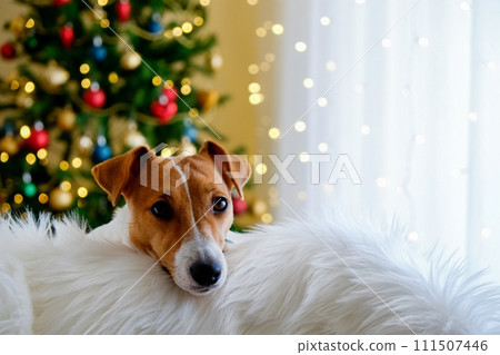 Jack Russell Terrier doggy 111507446
