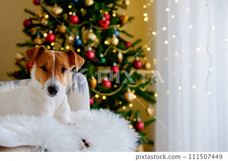 Jack Russell Terrier doggy Jack Russell Terrier doggy 111507449