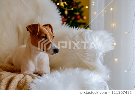 Jack Russell Terrier doggy 111507455
