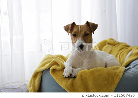 Jack Russell Terrier doggy Jack Russell Terrier doggy 111507456