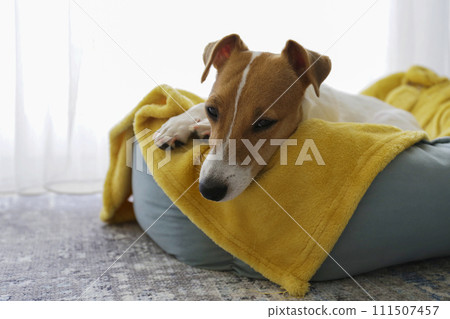 Jack Russell Terrier doggy 111507457