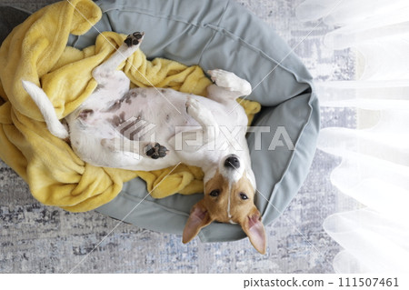 Jack Russell Terrier doggy Jack Russell Terrier doggy 111507461