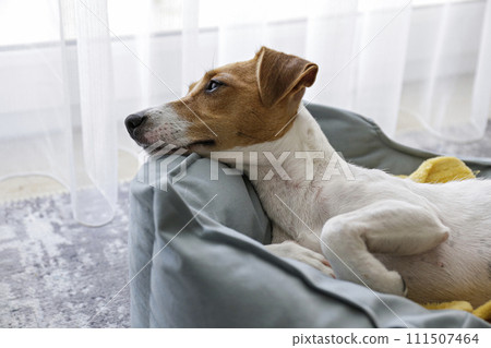 Jack Russell Terrier doggy 111507464
