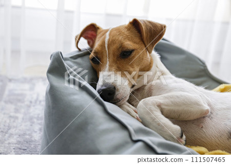 Jack Russell Terrier doggy 111507465