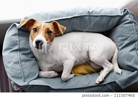 Jack Russell Terrier doggy 111507468