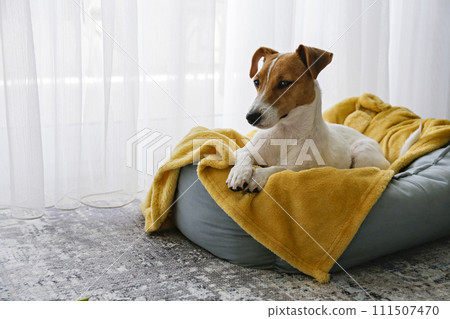Jack Russell Terrier doggy Jack Russell Terrier doggy 111507470