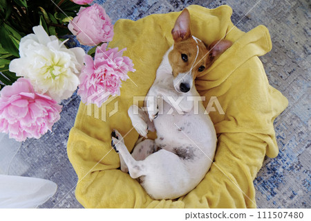 Jack Russell Terrier doggy Jack Russell Terrier doggy 111507480