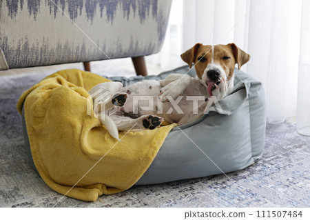 Jack Russell Terrier doggy 111507484
