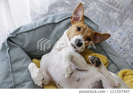 Jack Russell Terrier doggy 111507487