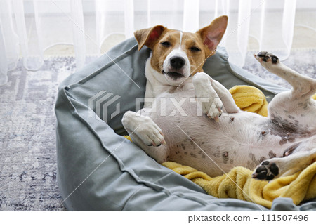 Jack Russell Terrier doggy Jack Russell Terrier doggy 111507496