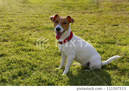 Jack Russell Terrier doggy 111507513