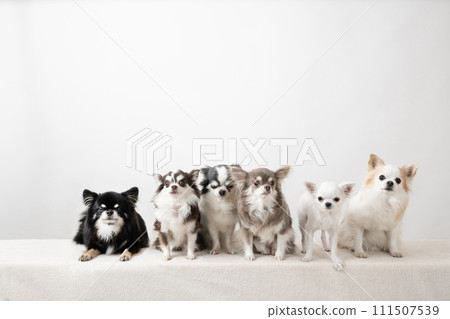 White background and 6 chihuahuas White background and 6 chihuahuas 111507539