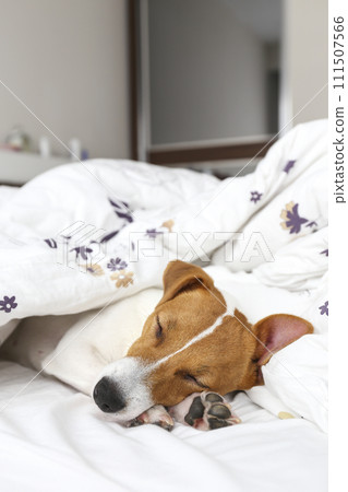Jack Russell Terrier doggy Jack Russell Terrier doggy 111507566