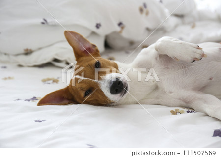 Jack Russell Terrier doggy 111507569