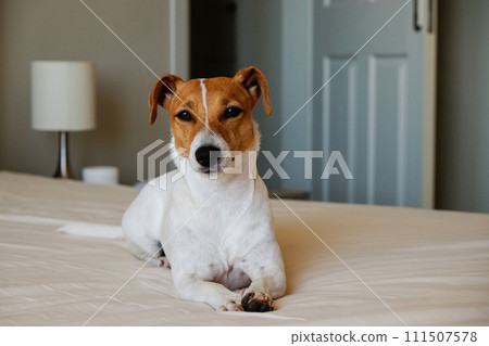 Jack Russell Terrier doggy Jack Russell Terrier doggy 111507578
