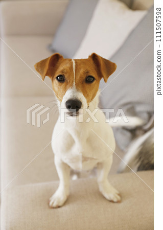 Jack Russell Terrier doggy 111507598