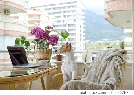 Jack Russell Terrier doggy 111507623