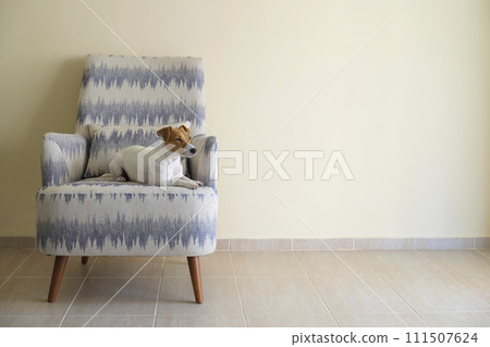 Jack Russell Terrier doggy Jack Russell Terrier doggy 111507624