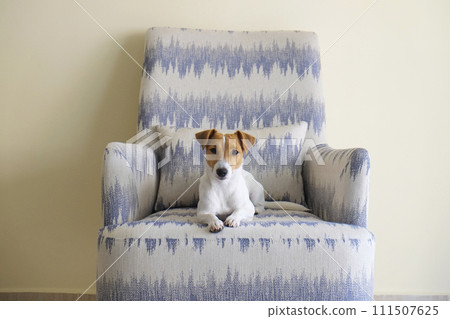 Jack Russell Terrier doggy Jack Russell Terrier doggy 111507625
