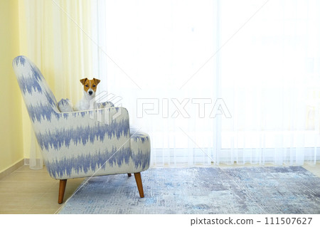 Jack Russell Terrier doggy 111507627