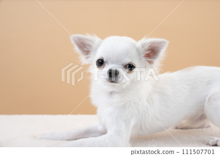 Beige back and Chihuahua puppy bust up 111507701