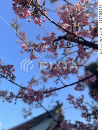 Kawazu櫻花在藍天 111508181