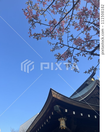 Kawazu櫻花在藍天 111508182