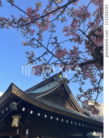 Kawazu櫻花在藍天 111508183