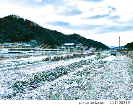 Rural winter landscape in the fields Rural winter landscape in the fields 111508219