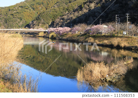Kawazu cherry blossoms in Minamiizu Town, Kamo District, Shizuoka Prefecture, Izu Peninsula (early spring) Kawazu cherry blossoms in Minamiizu Town, Kamo District, Shizuoka Prefecture, Izu Peninsula (early spring) 111508353