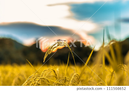 黃昏時分，紅蜻蜓棲息在稻穗上 111508652