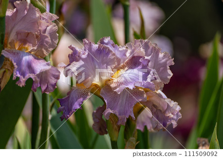 Purple with yellow bearded iris flower close up Purple with yellow bearded iris flower close up 111509092