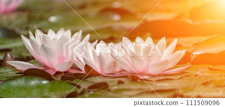 Pink lotus water lily flower in pond, waterlily with green leaves blooming Pink lotus water lily flower in pond, waterlily with green leaves blooming 111509096