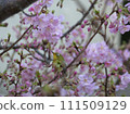 Kawazu cherry tree and mezzo 111509129