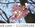 Kawazu cherry blossoms up 111509188