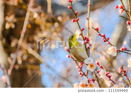 Mejiro吮吸梅花的蜂蜜 111509460