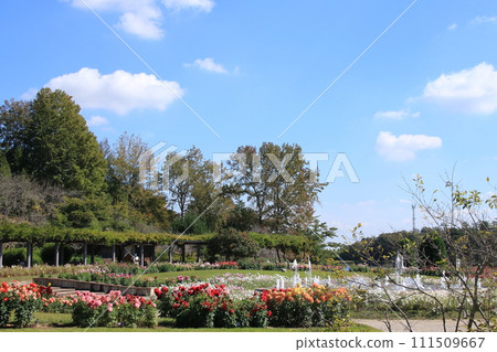 大麗花和大波斯菊盛開的秋季兵庫縣立花卉中心(兵庫縣葛西市) 大麗花和大波斯菊盛開的秋季兵庫縣立花卉中心(兵庫縣葛西市) 111509667