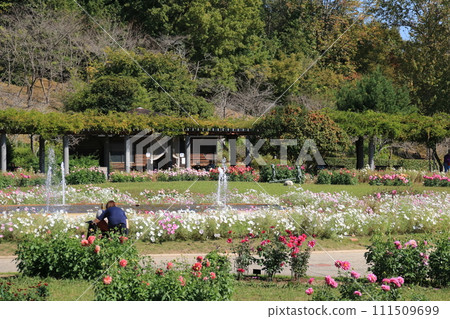 Hyogo Prefectural Flower Center in autumn when dahlias and cosmos are in full bloom (Kasai City, Hyogo Prefecture) Hyogo Prefectural Flower Center in autumn when dahlias and cosmos are in full bloom (Kasai City, Hyogo Prefecture) 111509699
