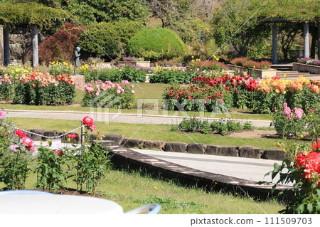 秋季大麗花盛開的兵庫縣立花卉中心(兵庫縣葛西市) 秋季大麗花盛開的兵庫縣立花卉中心(兵庫縣葛西市) 111509703