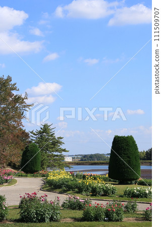 秋天的兵庫縣花卉中心，藍天美麗，大麗花盛開（兵庫縣葛西市） 111509707