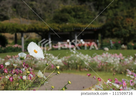 盛開的波斯菊田裡盛開的白色波斯菊（兵庫縣立花卉中心） 111509716
