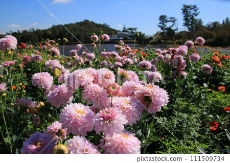 與藍天相映襯的粉紅色大麗花盛開（兵庫縣葛西市：兵庫縣立花卉中心） 111509734