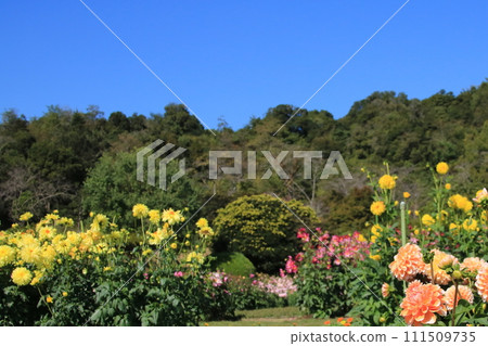 藍天映襯下盛開的大麗花（兵庫縣葛西市：兵庫縣立花卉中心） 111509735