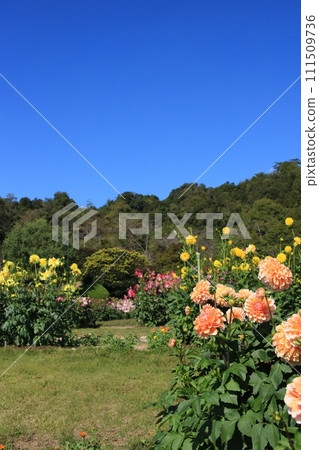 藍天映襯下盛開的大麗花（兵庫縣葛西市：兵庫縣立花卉中心） 111509736
