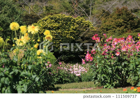 盛開的大麗花（兵庫縣葛西市：兵庫縣花卉中心） 111509737