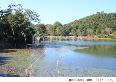 秋天的兵庫縣花卉中心(兵庫縣加西市)的龜倉池 秋天的兵庫縣花卉中心(兵庫縣加西市)的龜倉池 111509759