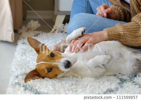 Woman with her jack russell pup at home. 111509857