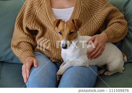 Cropped shot of adorable jack russell terrier pup sitting its female owner. Unrecognizable woman wearing knitted sweater and mom jeans with cute doggy on her laps. Close up, copy space, background. 111509876