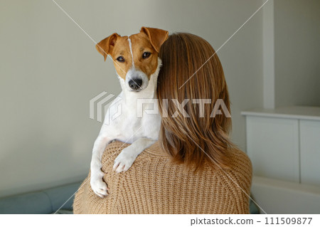Back view of young beautiful woman holding & playing with cute one year old Jack Russel terrier puppy at home. Small adorable doggy with funny fur stains on the face. Close up, copy space, background. Back view of young beautiful woman holding & playing with cute one year old Jack Russel terrier puppy at home. Small adorable doggy with funny fur stains on the face. Close up, copy space, background. 111509877
